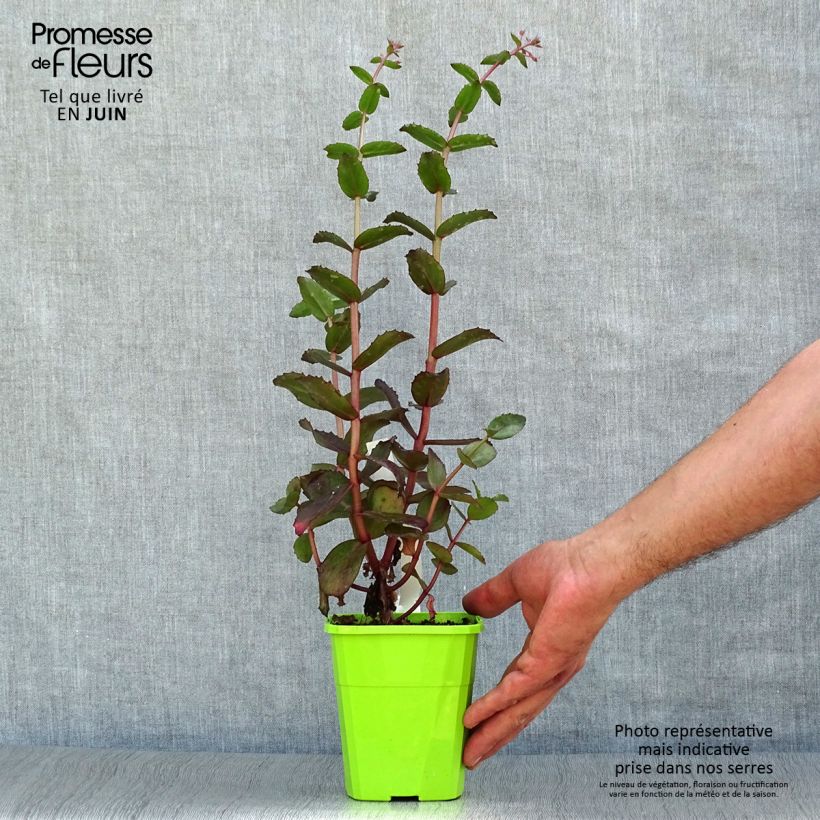 Spécimen de Sedum Black Knight  Pot de 1L/1,5L tel que livré en été
