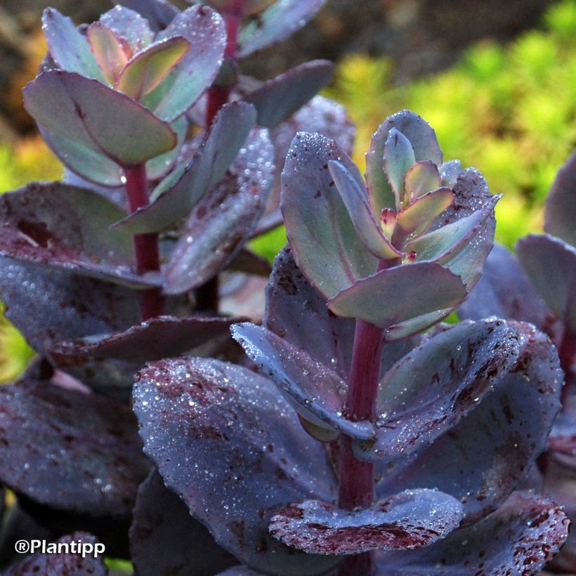 Sedum Sunsparkler Blue Pearl - Orpin (Feuillage)