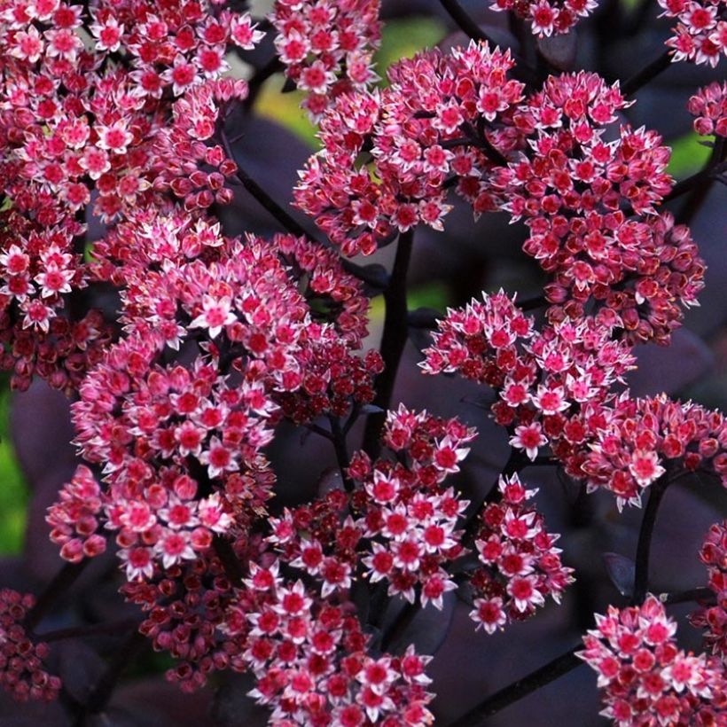 Sedum Sunsparkler Blue Pearl - Orpin (Floraison)