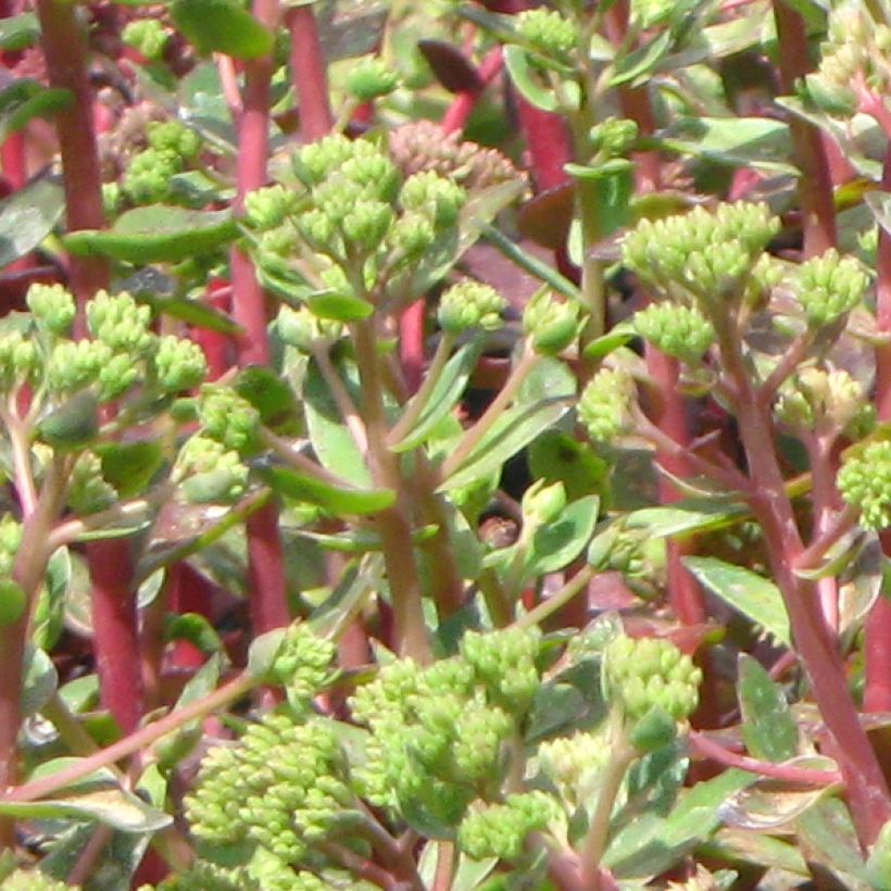 Sedum spectabile Carl - Orpin d'Automne (Feuillage)