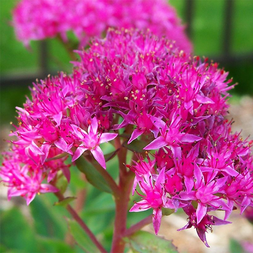 Sedum spectabile Carl - Orpin d'Automne (Floraison)