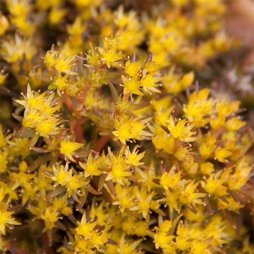 Sedum Chocolate Ball - Orpin (Floraison)