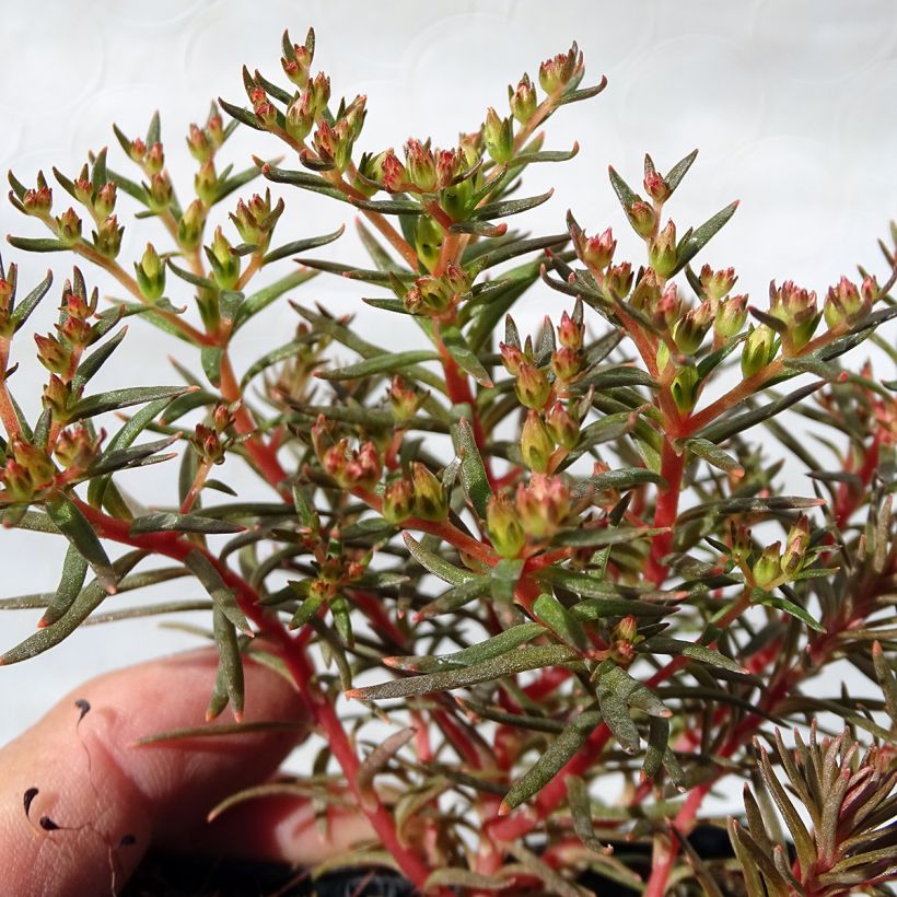 Sedum Chocolate Ball - Orpin (Feuillage)