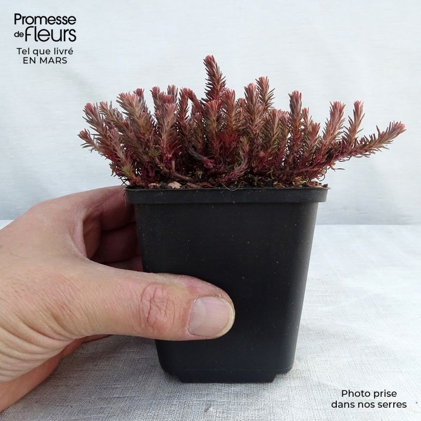 Spécimen de Sedum Chocolate Ball - Orpin Godet de 9cm tel que livré au printemps