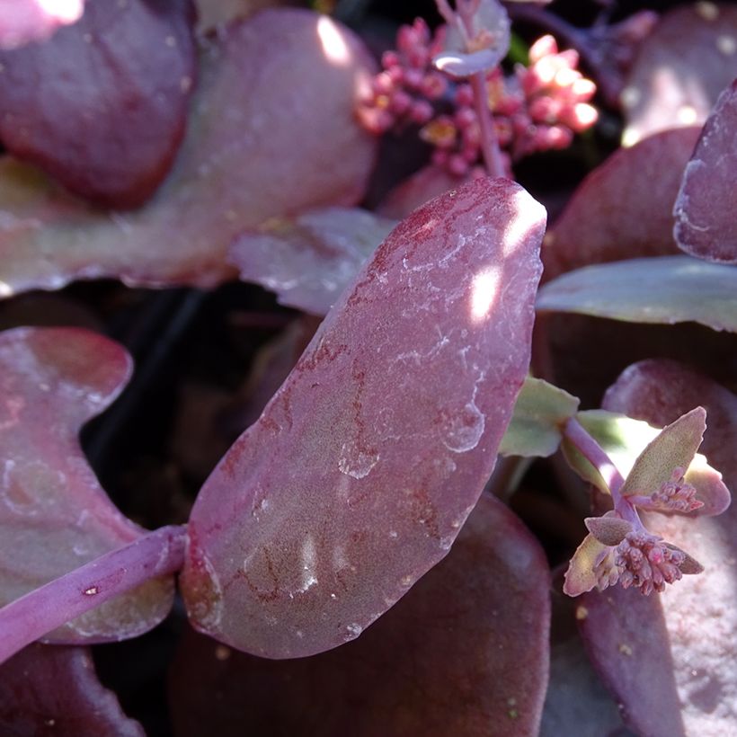Sedum Chocolate Cherry - Orpin reprise (Feuillage)