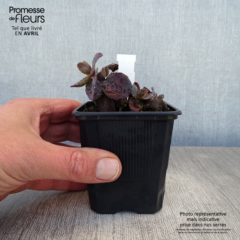 Spécimen de Sedum Chocolate Cherry - Orpin reprise - godet 8/9cm tel que livré au printemps