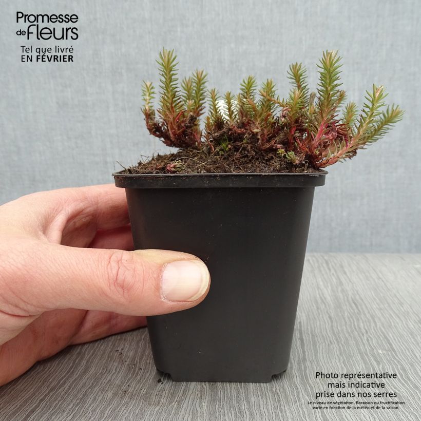 Spécimen de Sedum Chocolate, Orpin Godet de 9cm tel que livré en hiver