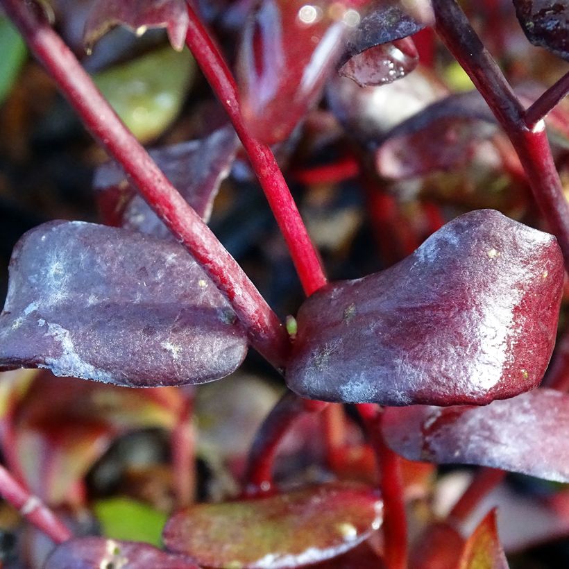 Sedum Chocolate, Orpin (Feuillage)