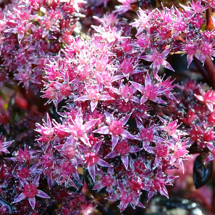 Sedum Chocolate, Orpin (Floraison)