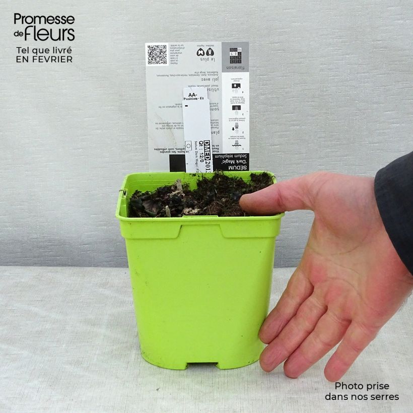 Spécimen de Sedum Dark Magic Pot de 2L/3L tel que livré en hiver