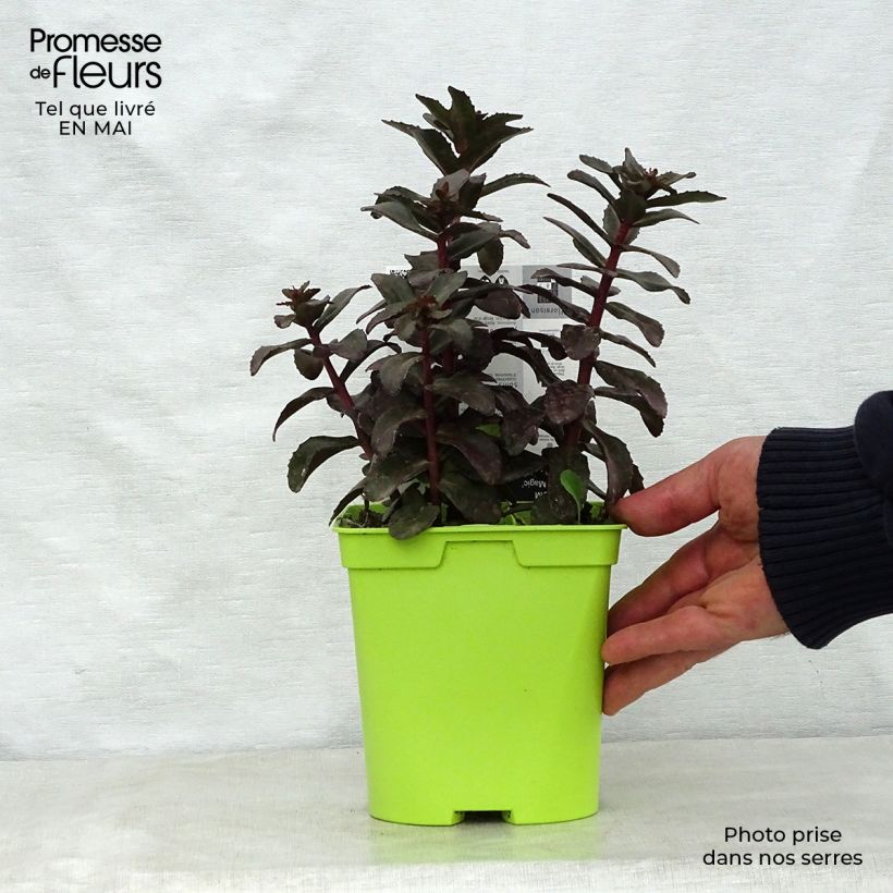 Spécimen de Sedum Dark Magic - pot de 2L/3L tel que livré au printemps