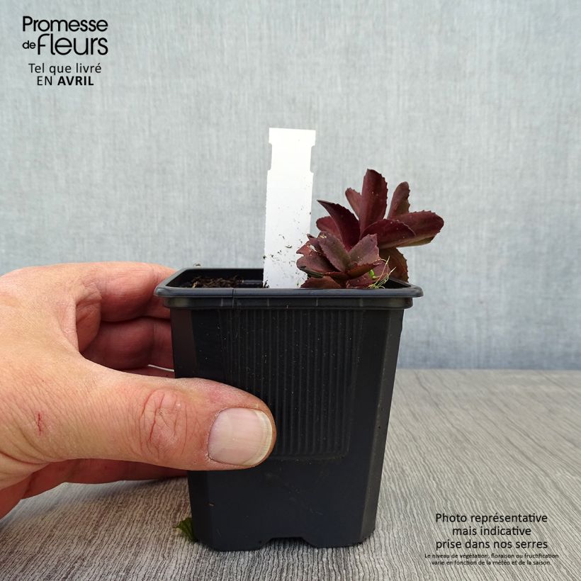Spécimen de Sedum Dark Magic - godet de 8/9cm tel que livré au printemps