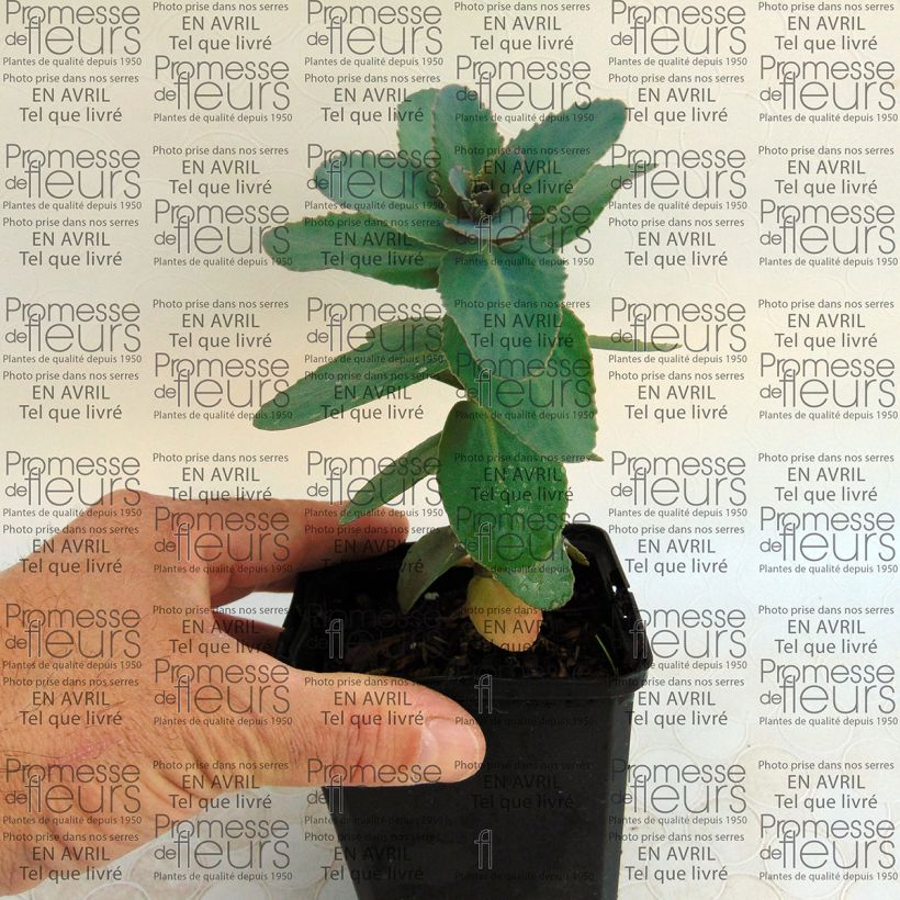 Exemple de spécimen de Sedum Eline - Orpin  Godet de 9cm tel que livré