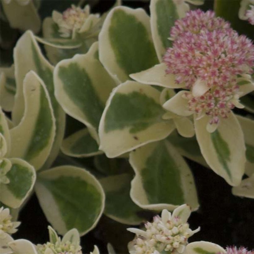 Sedum Frosted Fire - Orpin d'automne. (Feuillage)