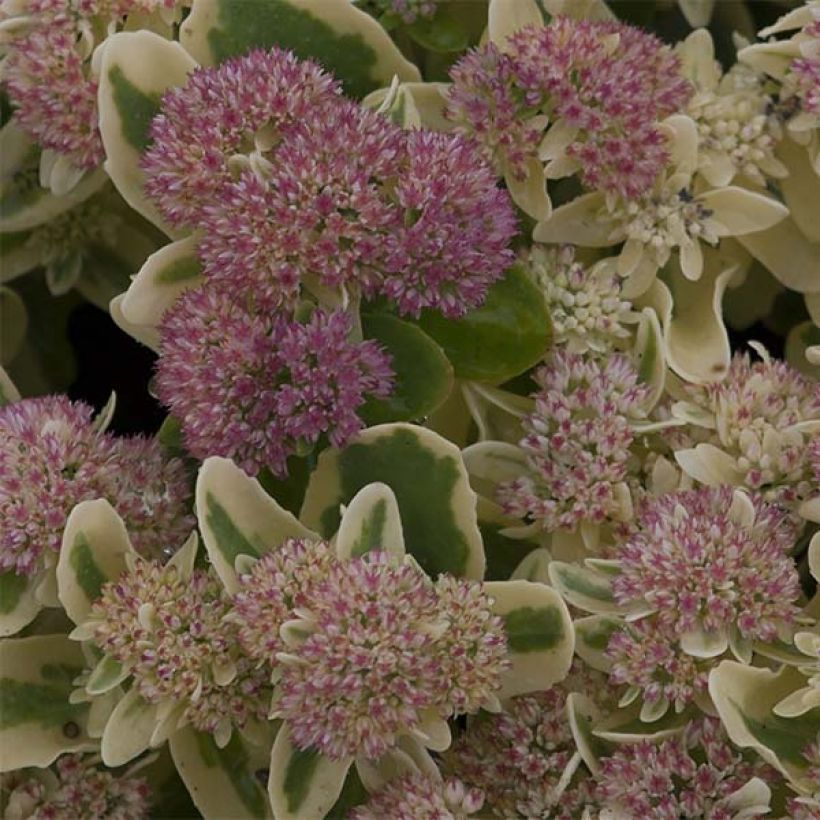 Sedum Frosted Fire - Orpin d'automne. (Floraison)