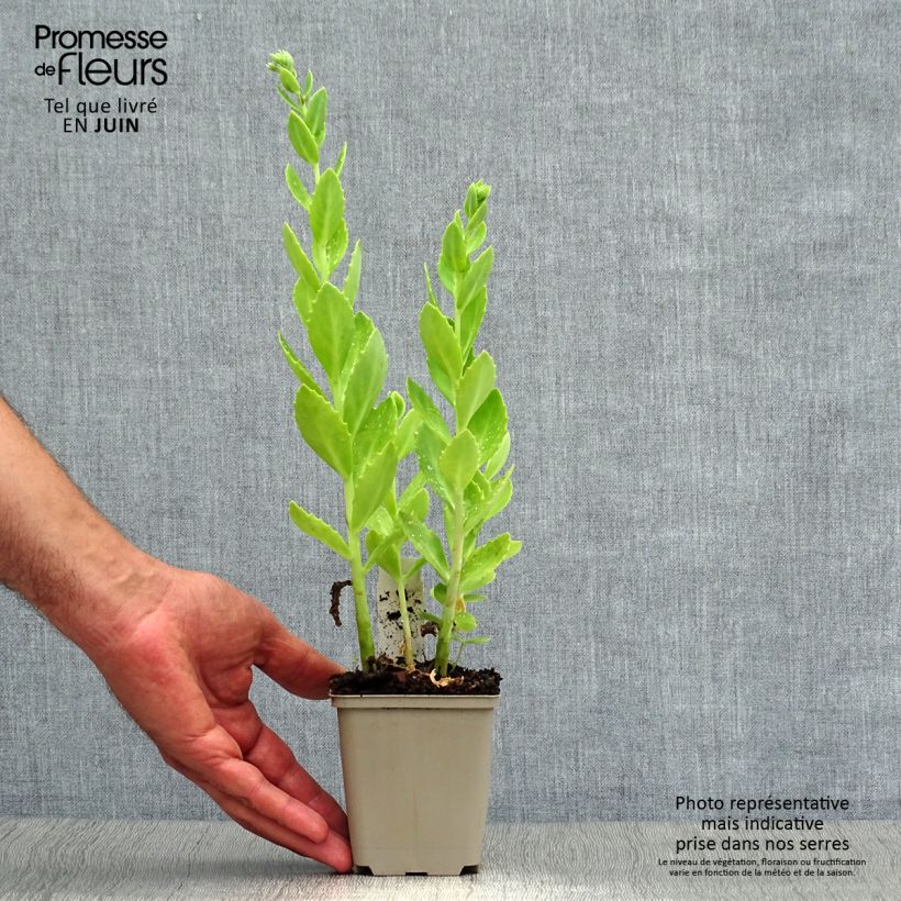 Spécimen de Sedum Herbstfreude ou Autumn Joy  Godet de 8/9 cm tel que livré en été