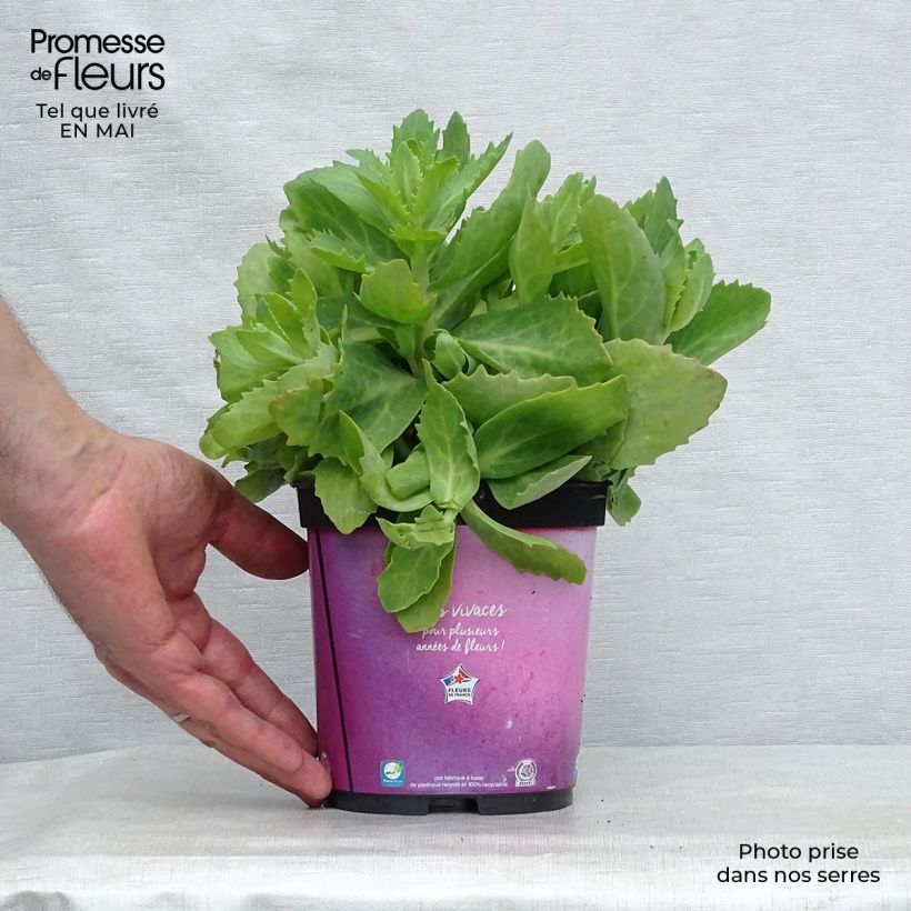Spécimen de Sedum Herbstfreude ou Autumn Joy en pot de 2L/3L tel que livré au printemps