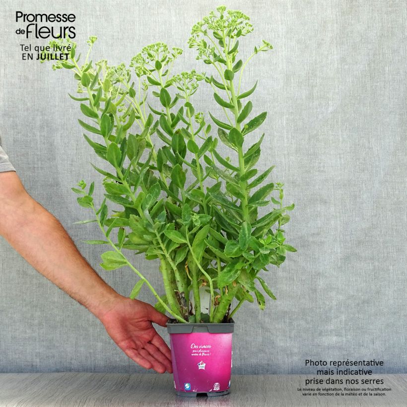 Spécimen de Sedum Herbstfreude ou Autumn Joy  Pot de 2L/3L tel que livré en été