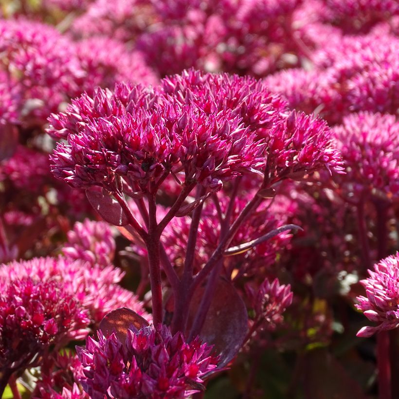 Sedum (Hylotelephium) Thunderhead - Orpin d'automne (Floraison)