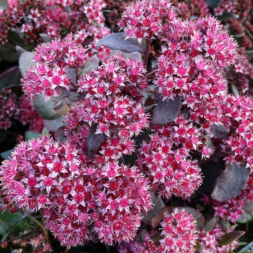 Sedum Jose Aubergine - Orpin (Floraison)