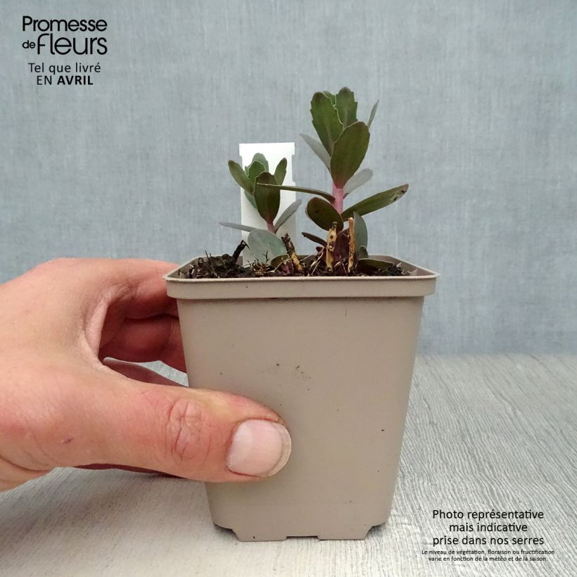 Spécimen de Sedum Jose Aubergine - Orpin en godet de 9 cm tel que livré au printemps