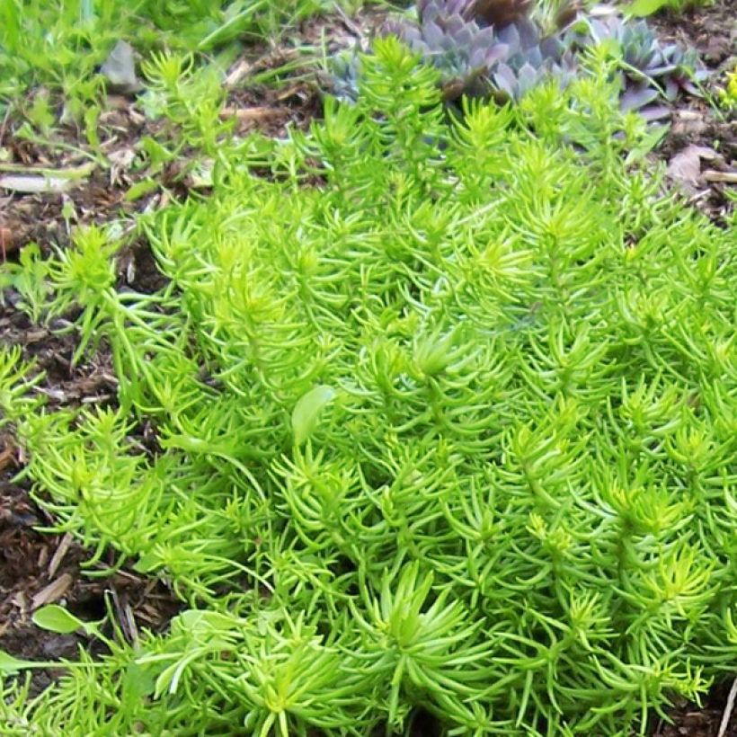 Sedum Lemon Ball - Orpin rampant (Feuillage)