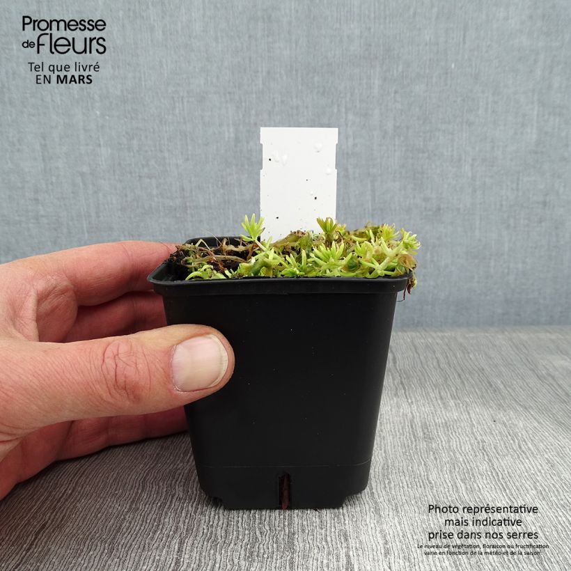 Spécimen de Sedum Lemon Ball - Orpin rampant tel que livré en hiver