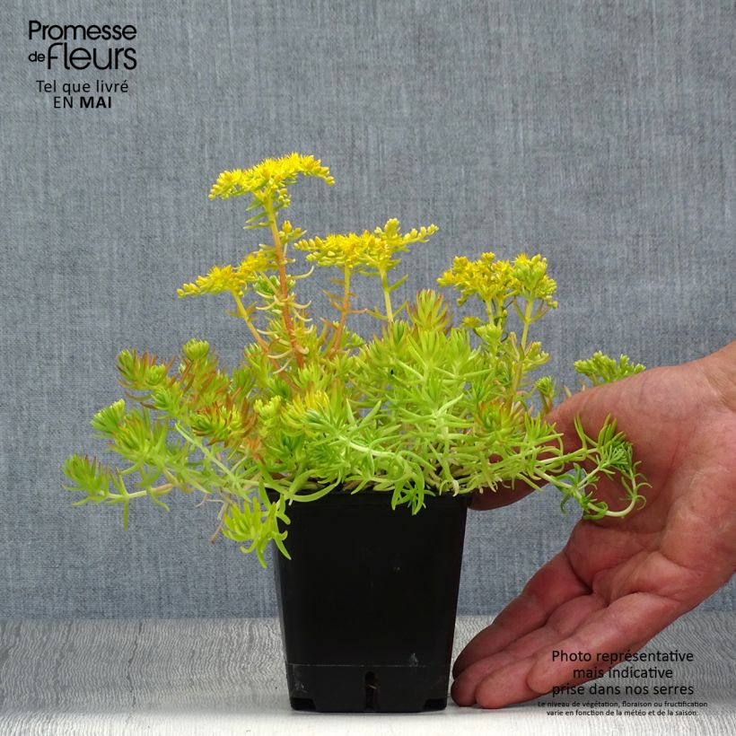 Spécimen de Sedum Lemon Ball - Orpin rampant en godet de 9 cm tel que livré au printemps