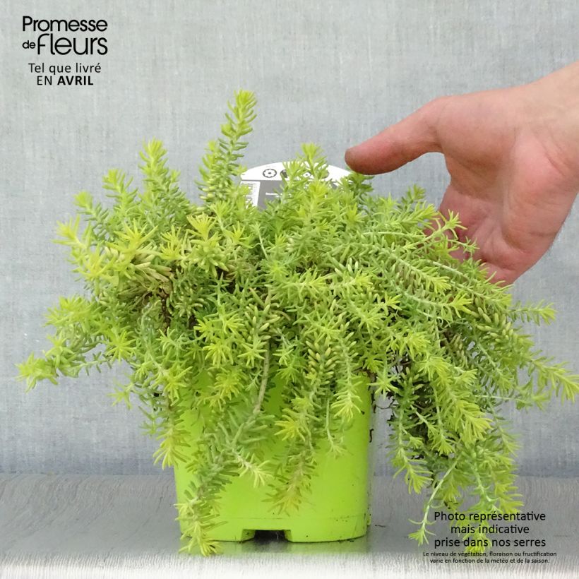 Spécimen de Sedum Lemon Ball - Orpin rampant en pot de 2L/3L tel que livré au printemps