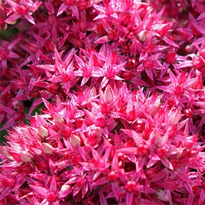 Sedum Mr Goodbud - Orpin d'automne (Floraison)