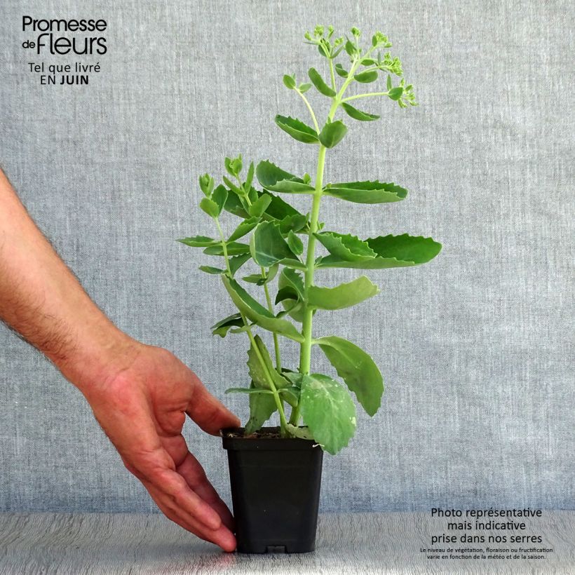 Spécimen de Sedum Mr Goodbud - Orpin d'automne Godet de 8/9 cm tel que livré en été