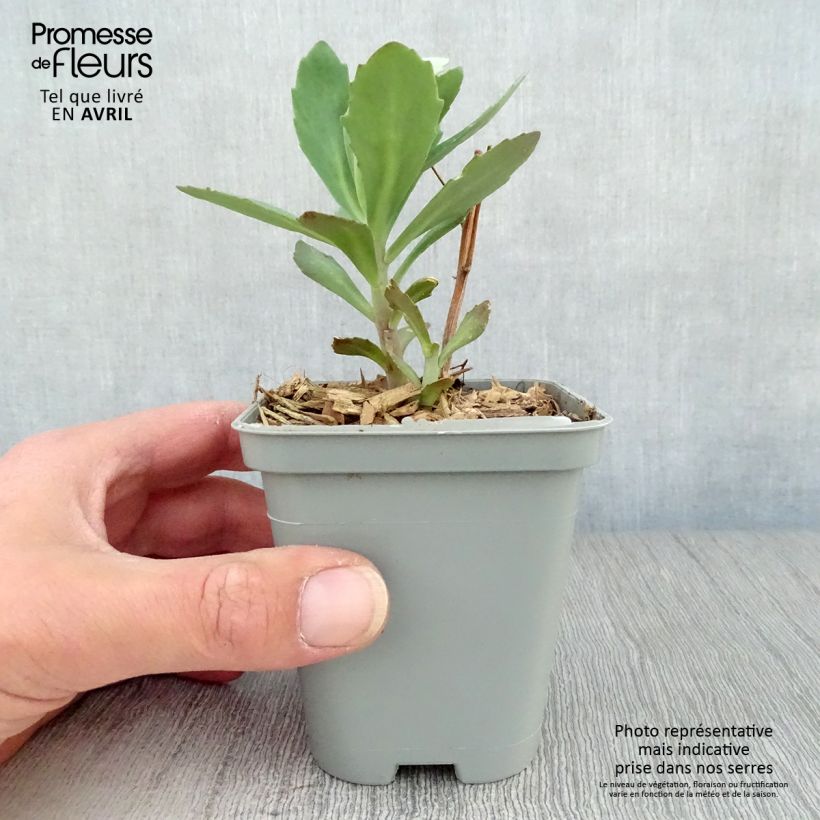 Spécimen de Sedum Mr Goodbud - Orpin d'automne Godet de 9cm tel que livré au printemps