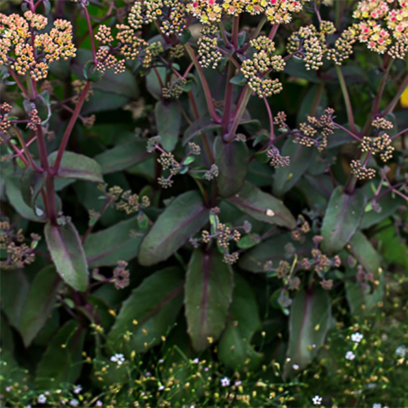 Sedum Orange Xenox - Orpin d'automne (Feuillage)