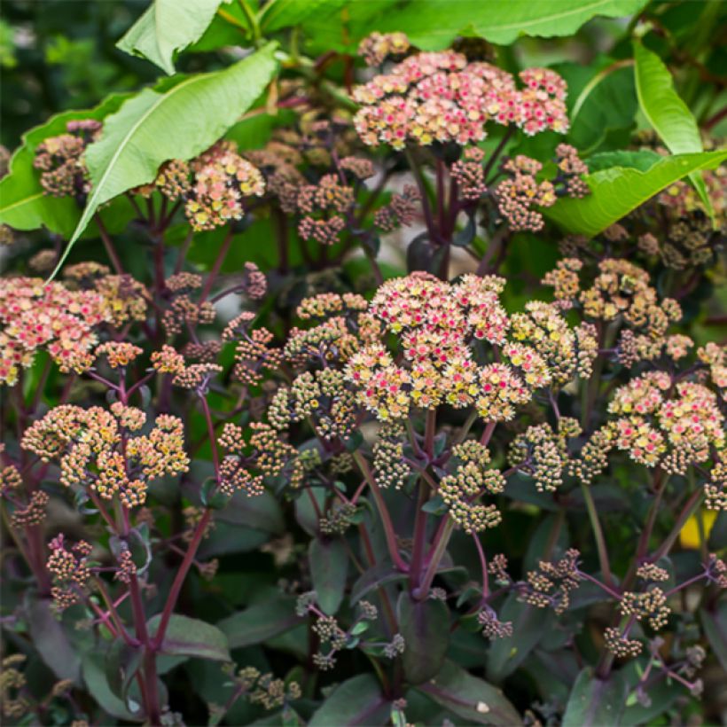 Sedum Orange Xenox - Orpin d'automne (Floraison)