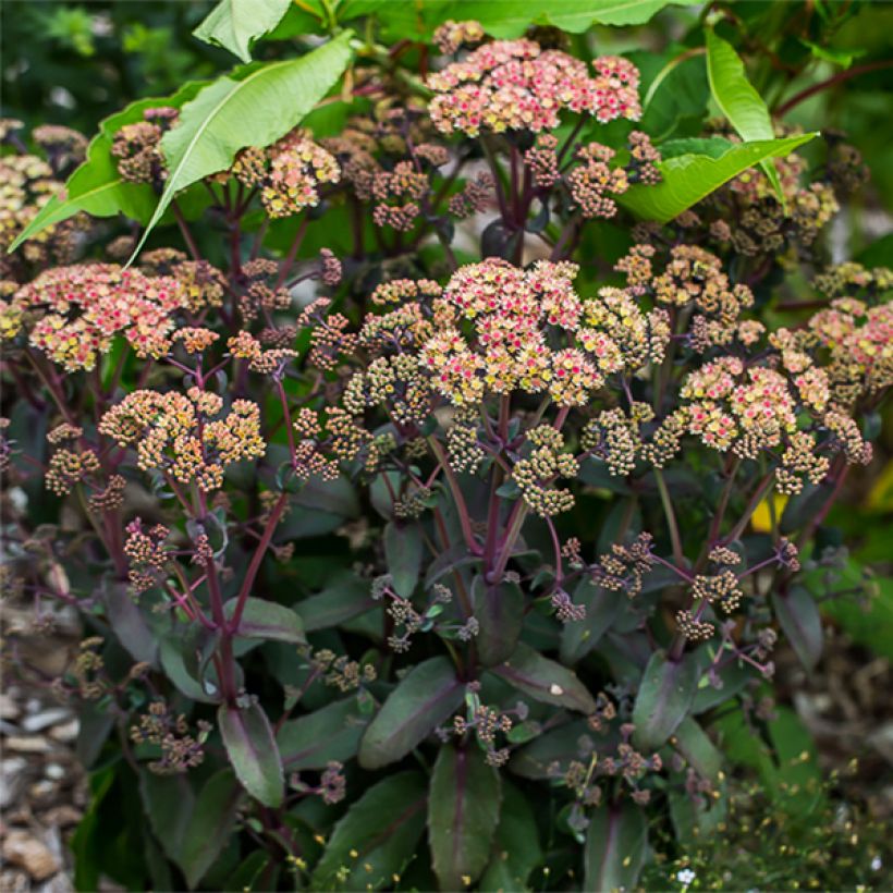 Sedum Orange Xenox - Orpin d'automne (Port)