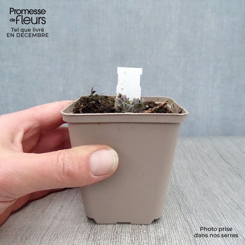 Spécimen de Sedum Orange Xenox - Orpin d'automne Godet de 8/9 cm tel que livré en hiver