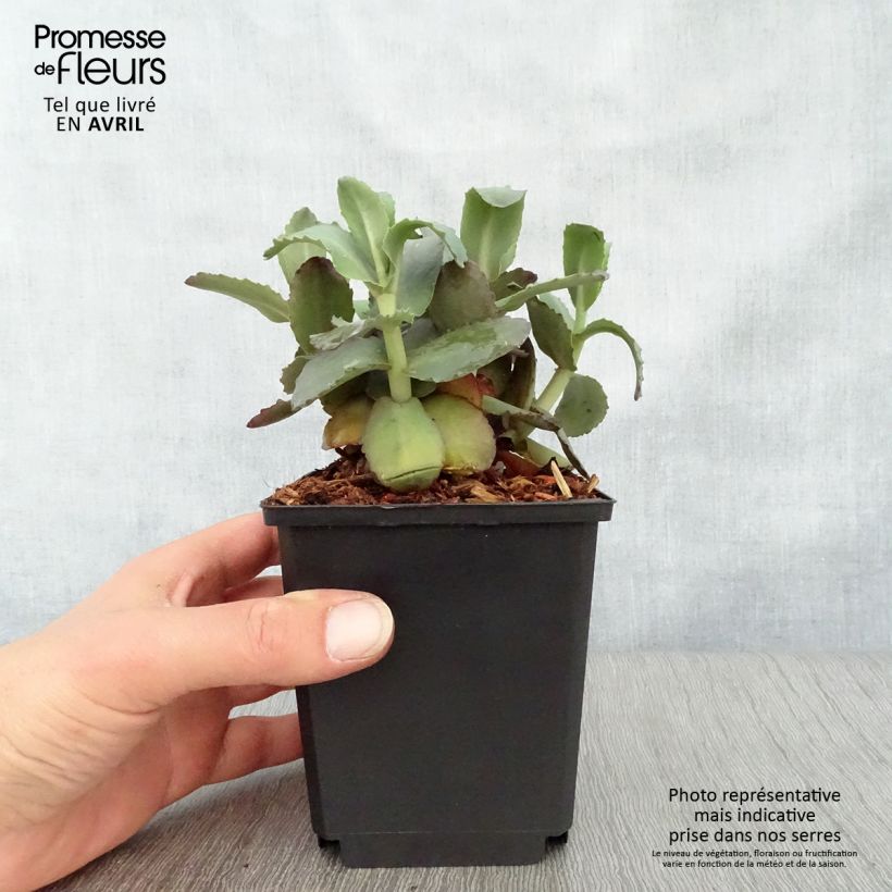 Spécimen de Sedum Orange Xenox - Orpin d'automne Godet de 9cm tel que livré au printemps