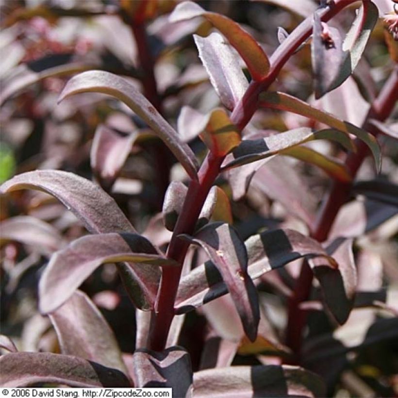 Sedum Purple Emperor - Orpin (Feuillage)