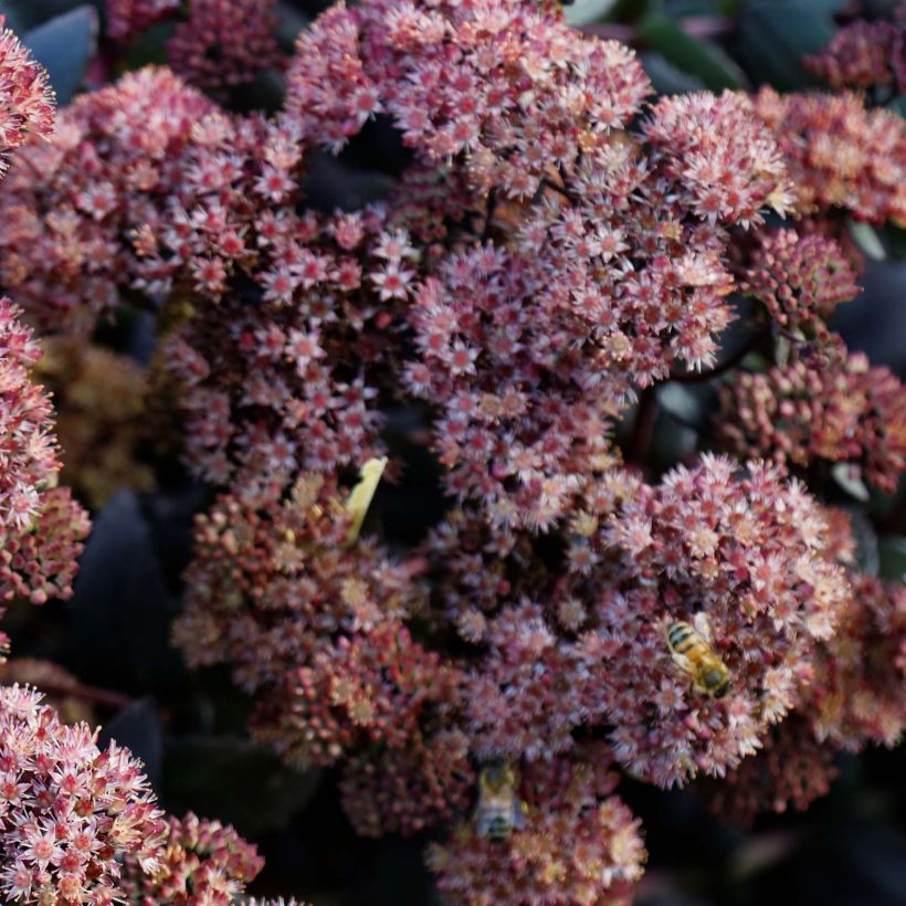 Sedum Purple Emperor - Orpin (Floraison)