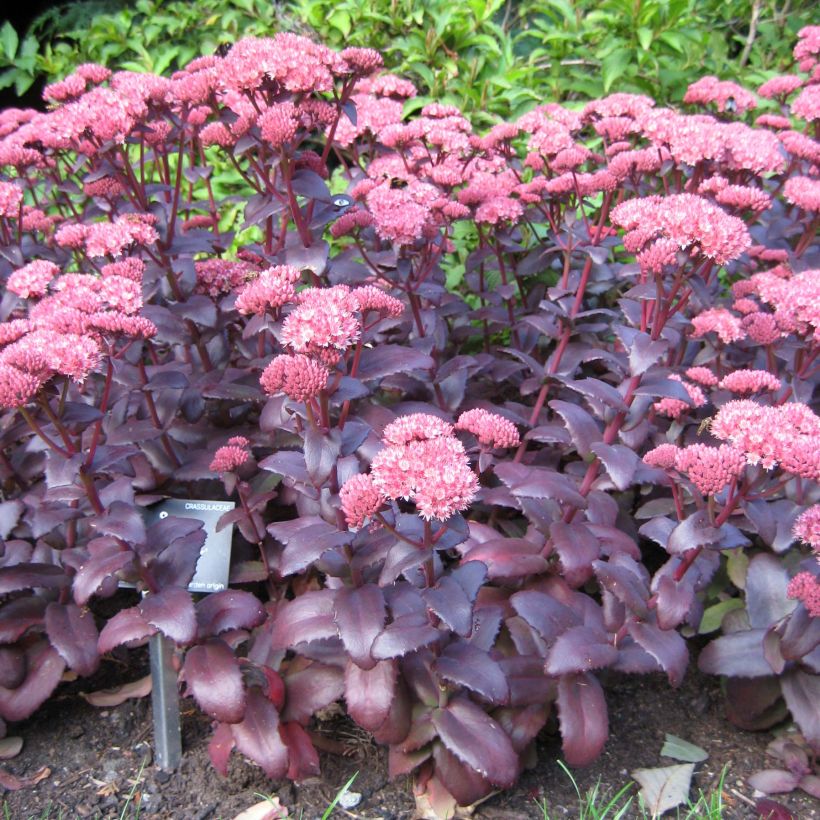 Sedum Purple Emperor - Orpin (Port)