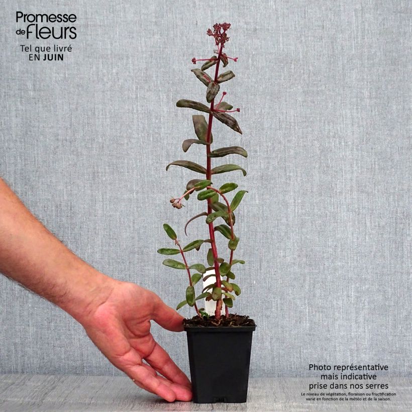 Spécimen de Sedum Purple Emperor - Orpin Godet de 8/9 cm tel que livré en été