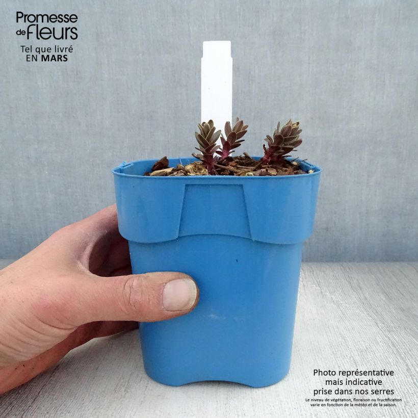Spécimen de Sedum Purple Emperor - Orpin tel que livré en printemps