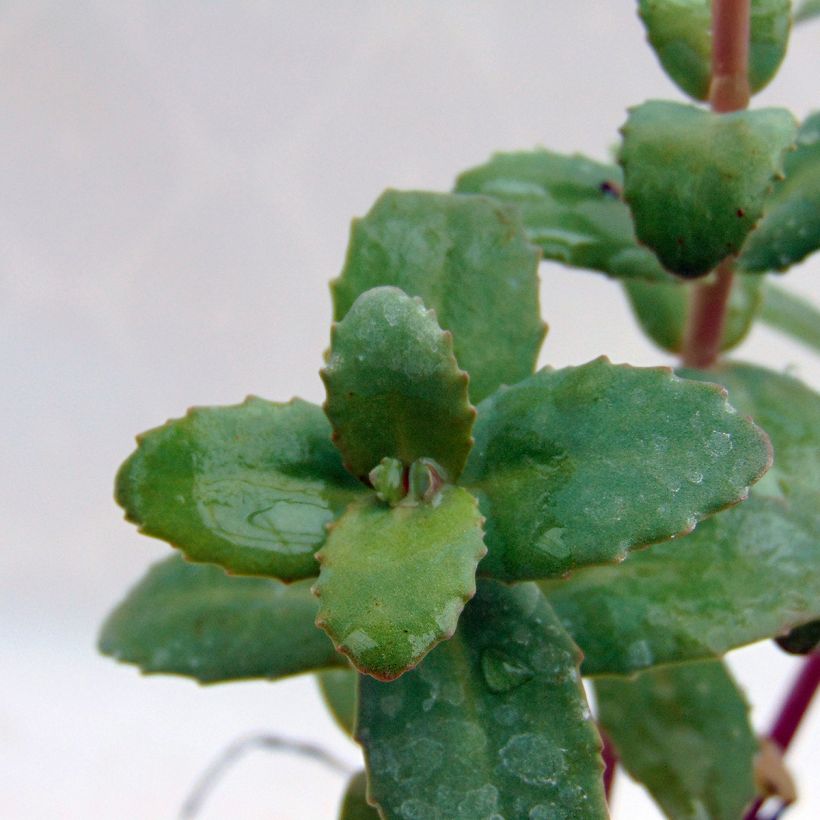 Sedum Red Cauli - Orpin (Feuillage)