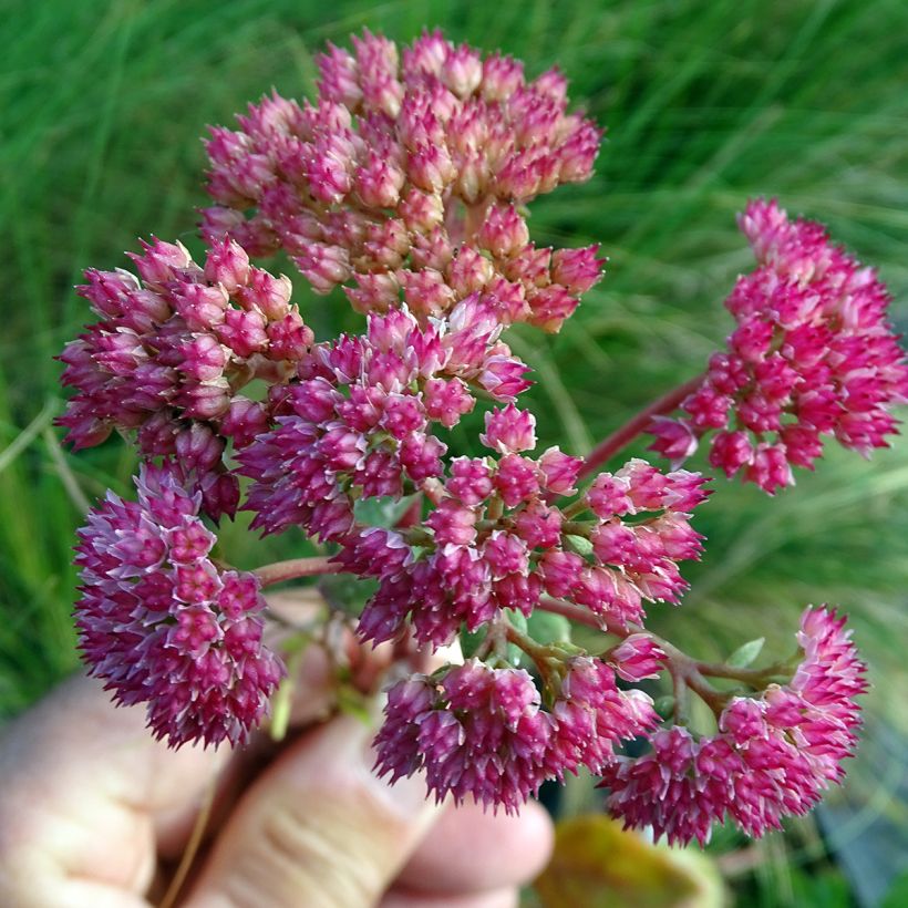 Sedum Red Cauli - Orpin (Floraison)