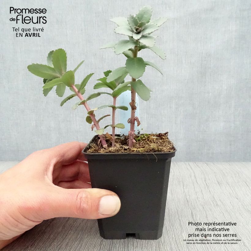 Spécimen de Sedum Red Cauli - Orpin Godet de 9cm tel que livré au printemps
