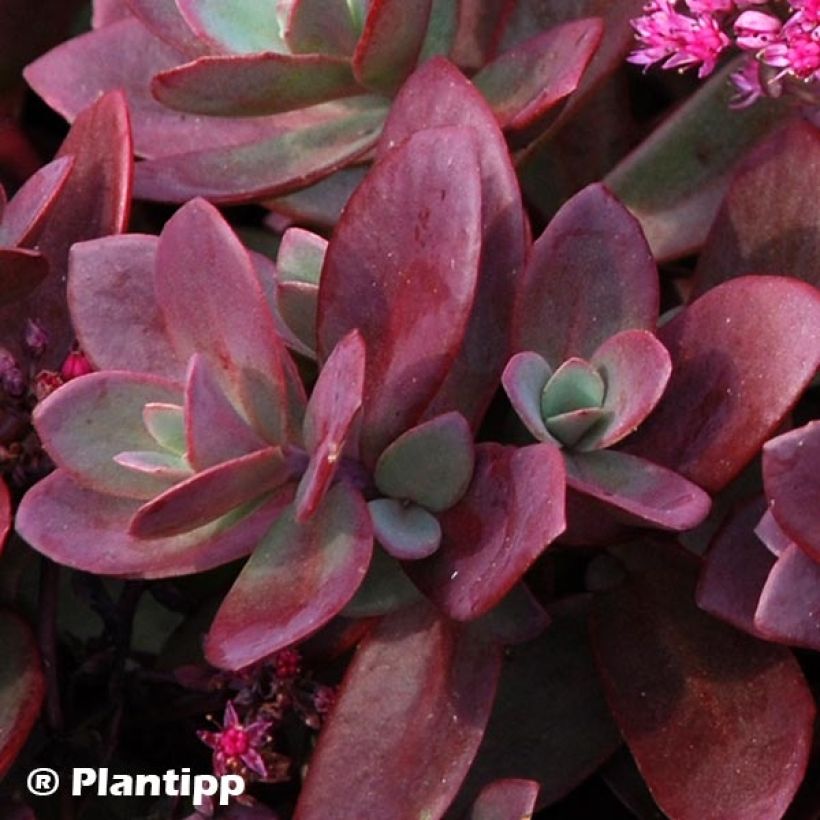 Sedum Sunsparkler Firecracker - Orpin  (Feuillage)