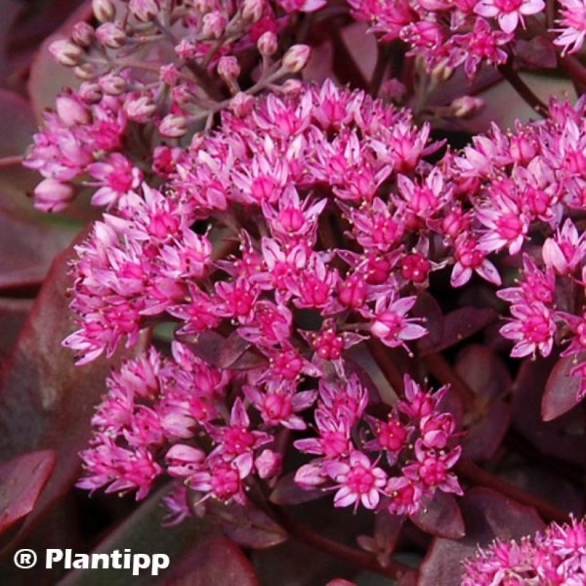 Sedum Sunsparkler Firecracker - Orpin  (Floraison)