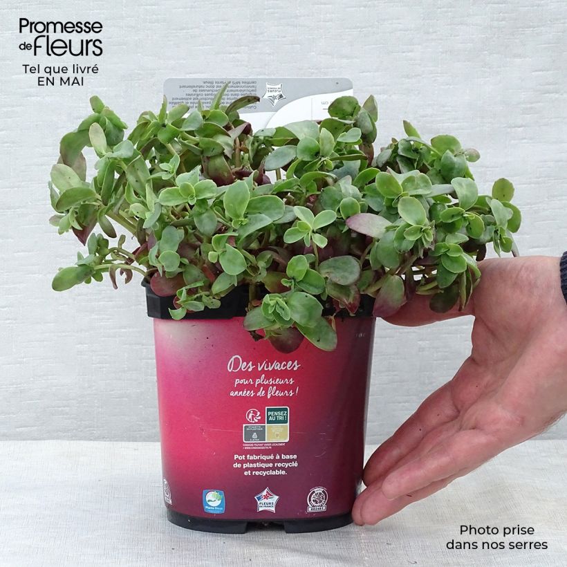 Spécimen de Sedum Sunsparkler Firecracker - Orpin - Pot de 1.5L/2L tel que livré au printemps