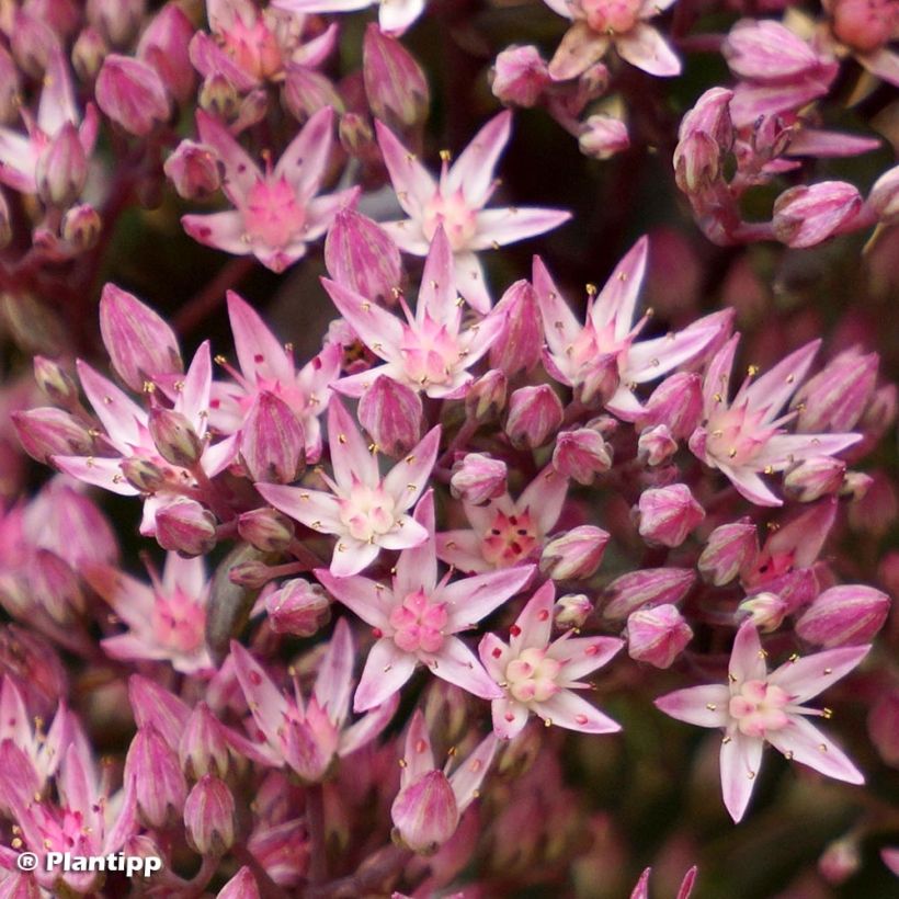 Sedum Sunsparkler Jade Tuffet - Orpin (Floraison)