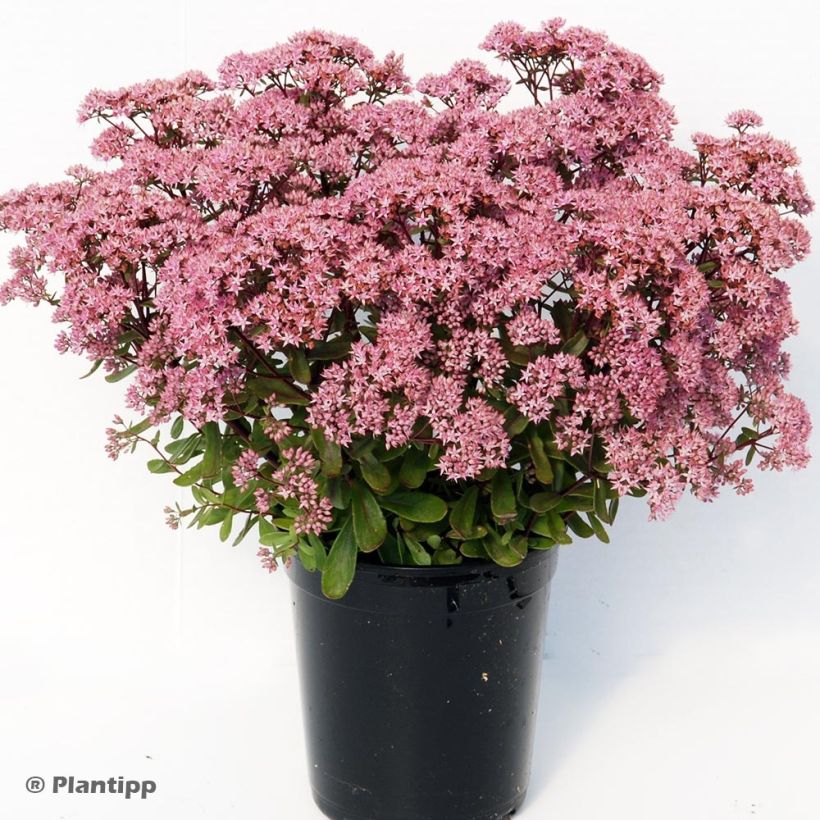 Sedum Sunsparkler Jade Tuffet - Orpin (Port)